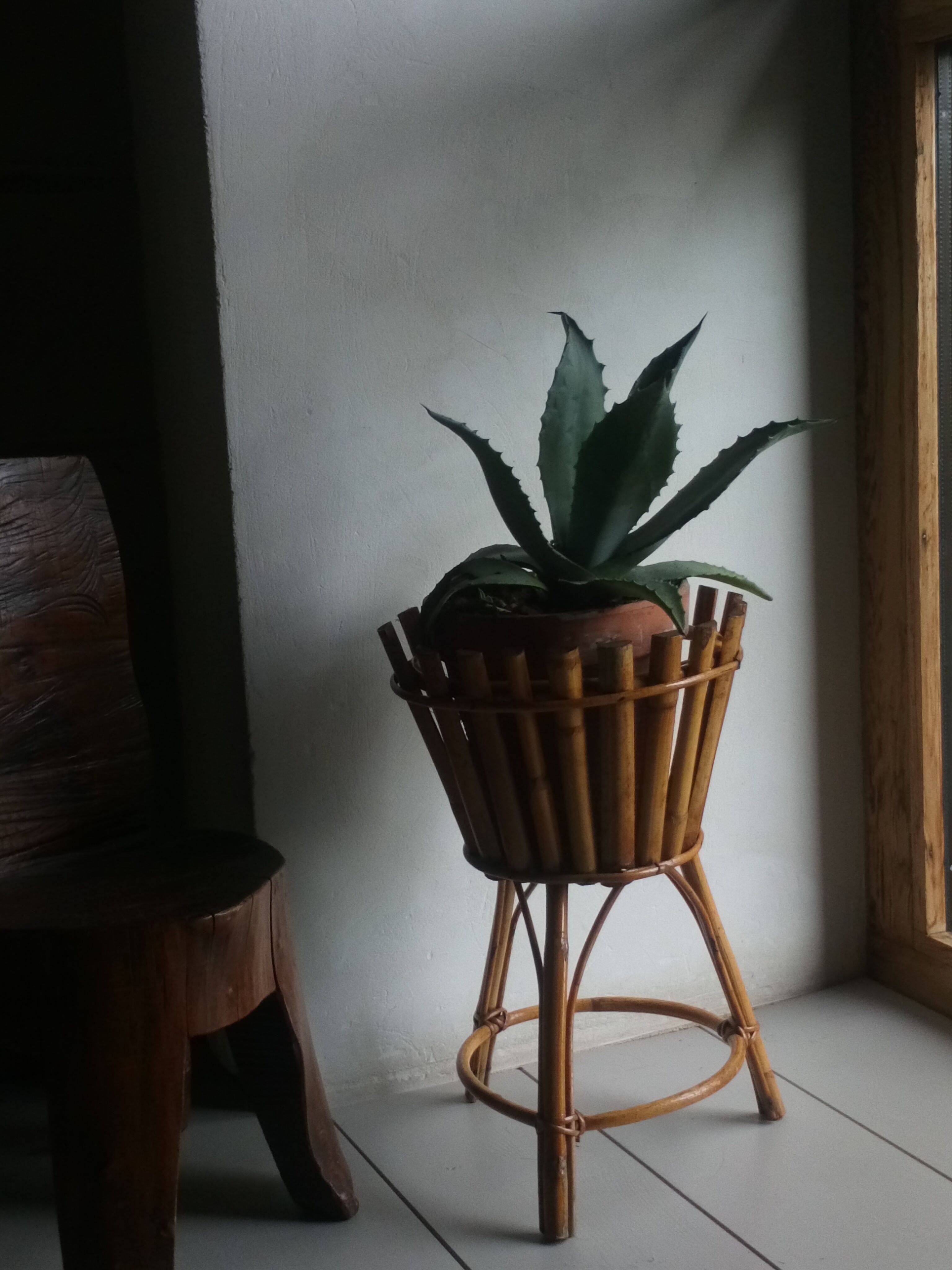 Bamboo and rattan plant holder tripod of the 50s