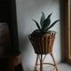 Bamboo and rattan plant holder tripod of the 50s