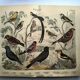 Large antique engraving, 1886 - Finch and birds. Lithograph, plate