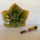 Ceramic leaf butter dish and its knife