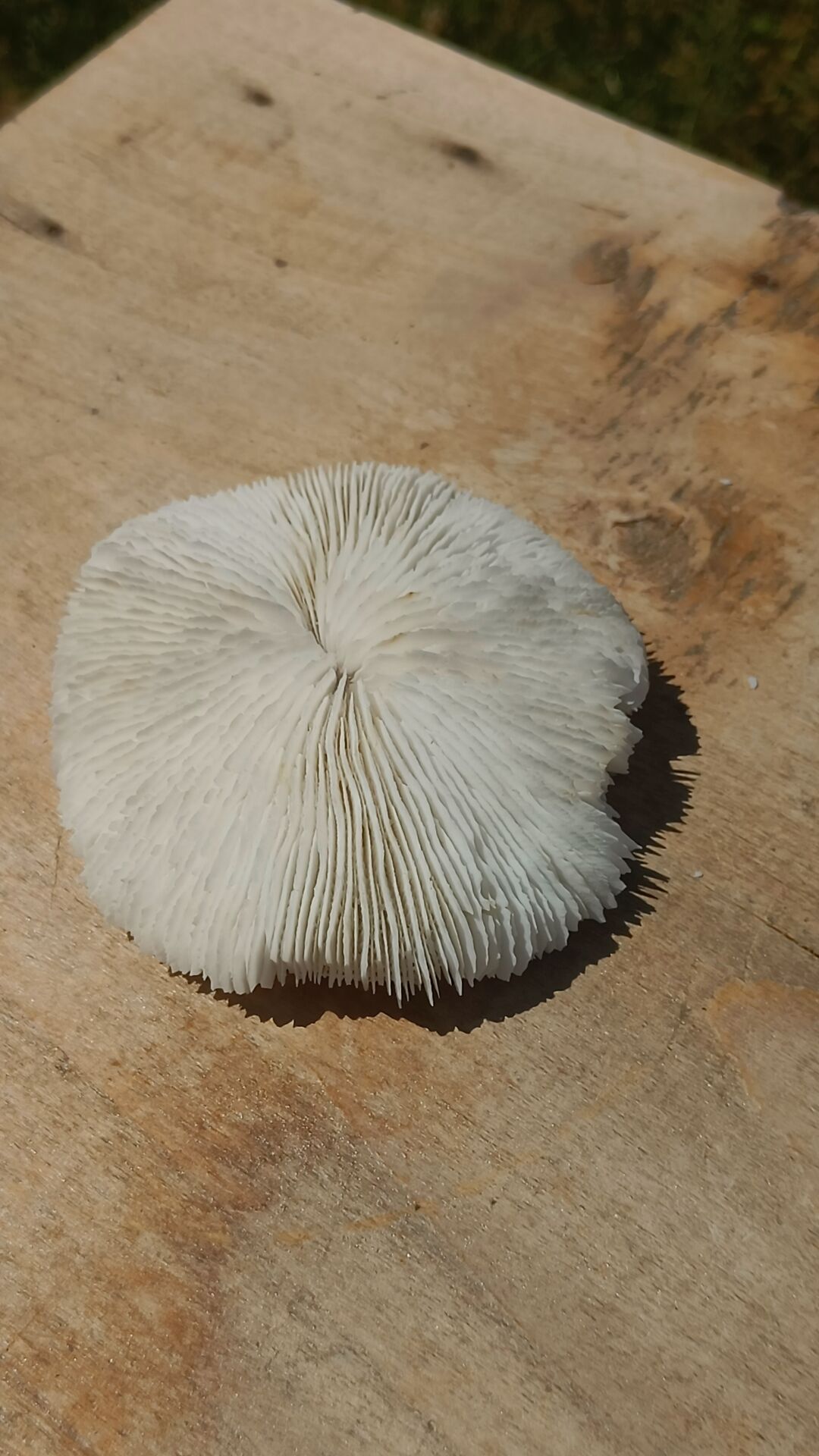 Natural round coral