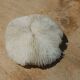 Natural round coral