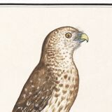 Small poster about the falcon, after an old engraving from 1610.