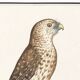 Small poster about the falcon, after an old engraving from 1610.