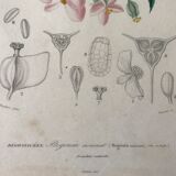 B3 botanical boards of pink flowers, 19th