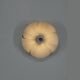 Wall light "2093A" by Olivier Mourgue for Disderot, France 1967.