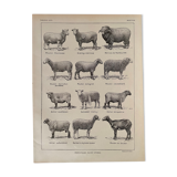 Lithograph on sheep from 1921
