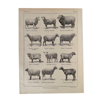 Lithograph on sheep from 1921