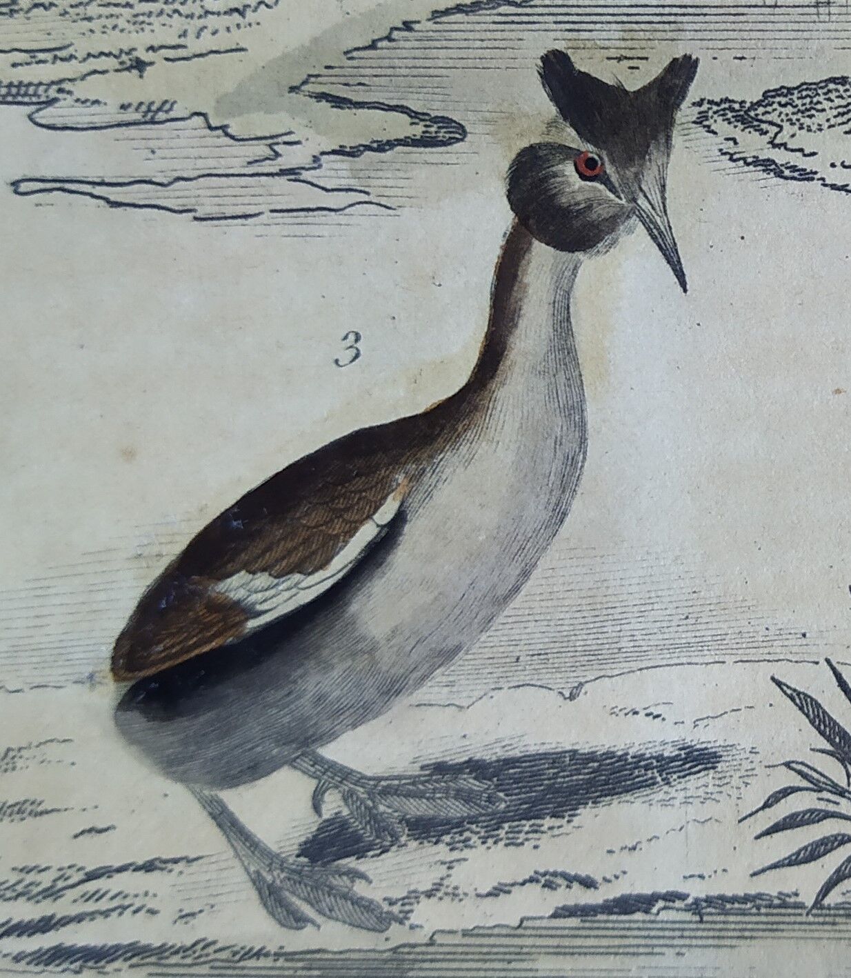 Original ornithological plate " Phalarope ashy - Gray-cheeked hail - &c... Buffon (1837)