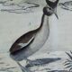 Original ornithological plate " Phalarope ashy - Gray-cheeked hail - &c... Buffon (1837)