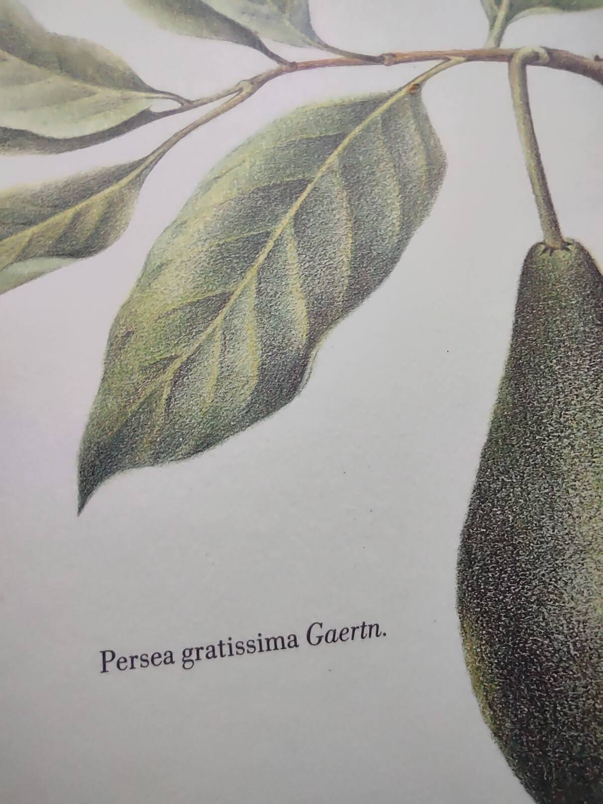 Illustration de plantes médicinales et herbes