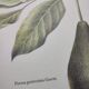 Illustration de plantes médicinales et herbes