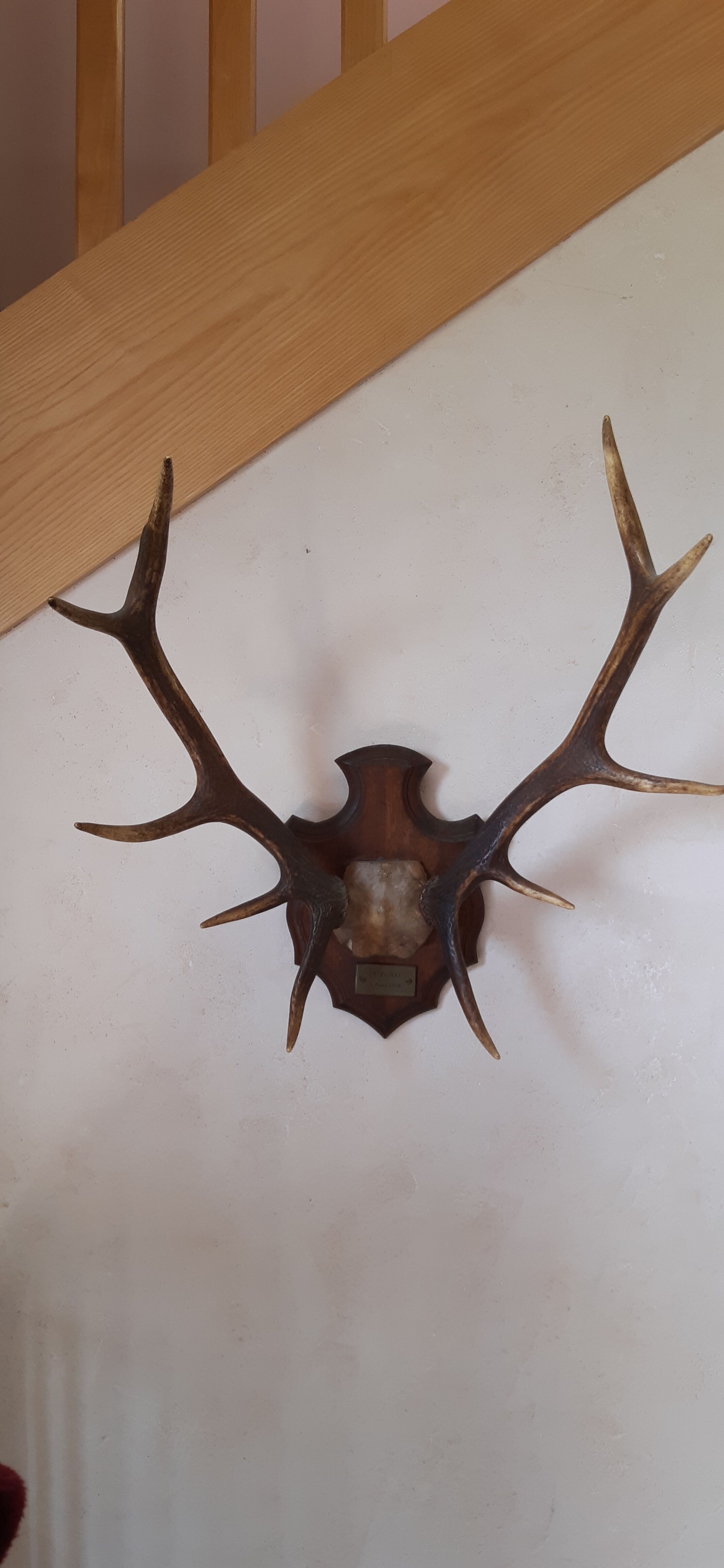 Hunting trophy 1916 by naturalist Deyrolle, Paris