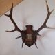 Hunting trophy 1916 by naturalist Deyrolle, Paris