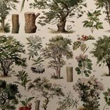 Lithograph on trees (lime tree) - 1930