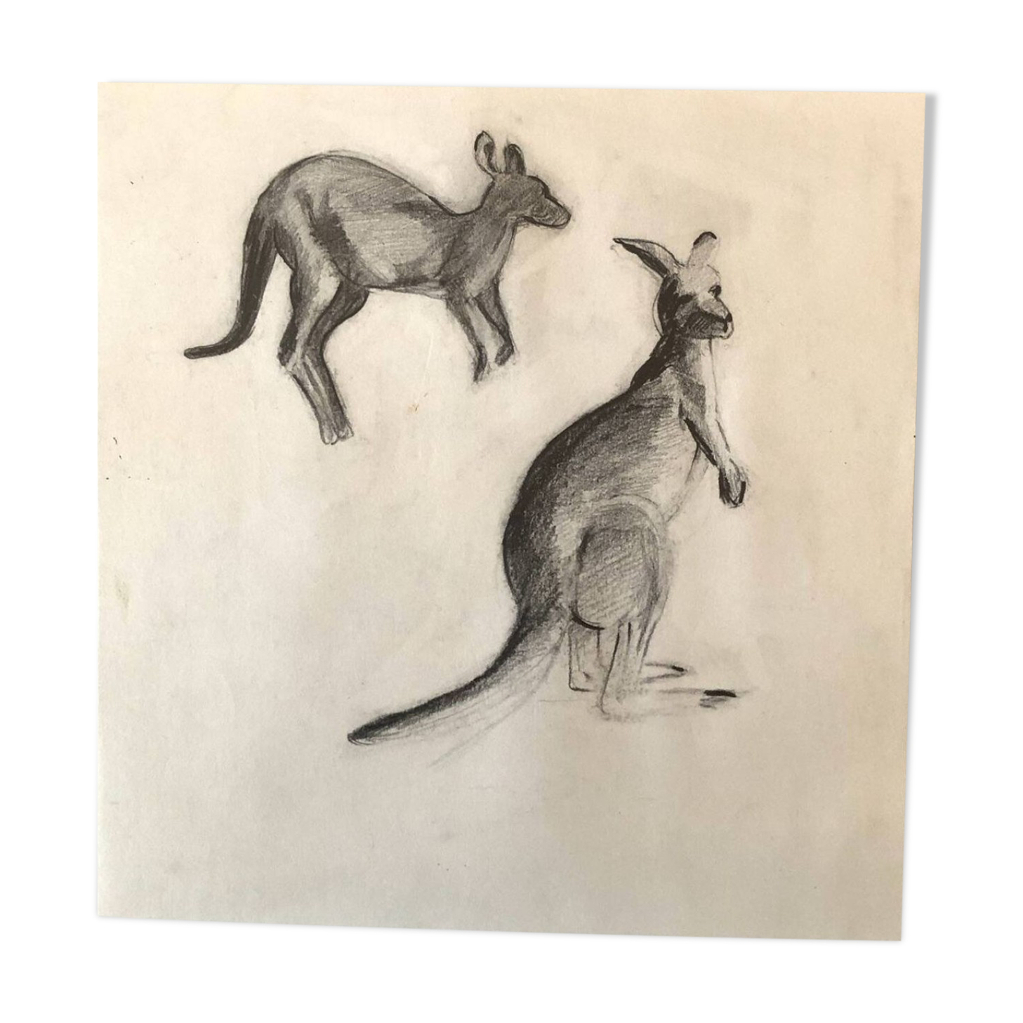 Drawing Kangaroos