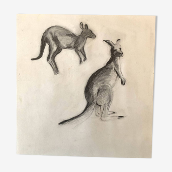 Drawing Kangaroos