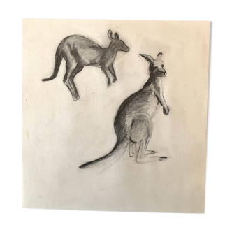 Drawing Kangaroos