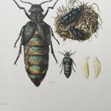 Antique illustration of insects, vintage print from the 60s