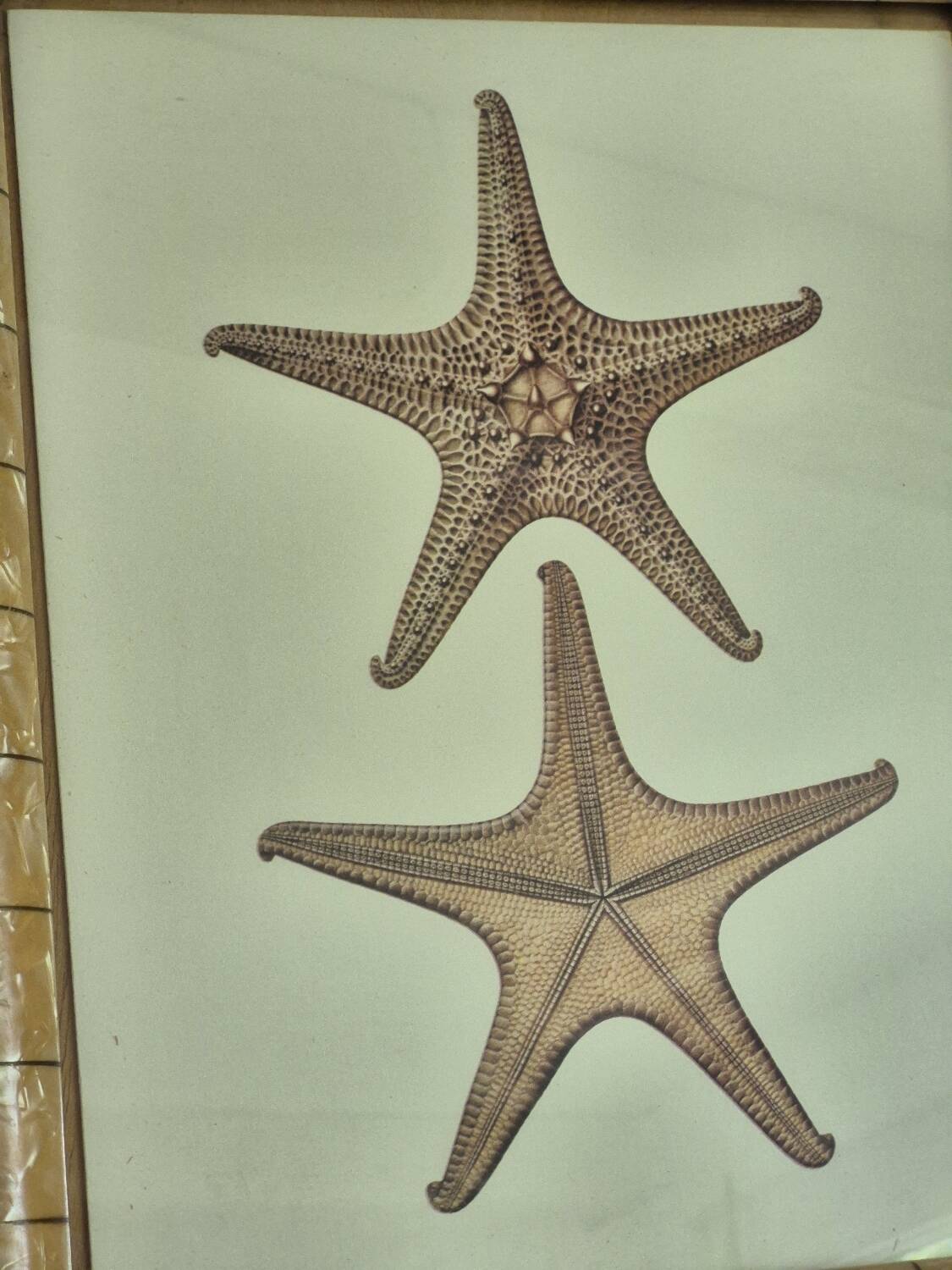 Vintage illustration