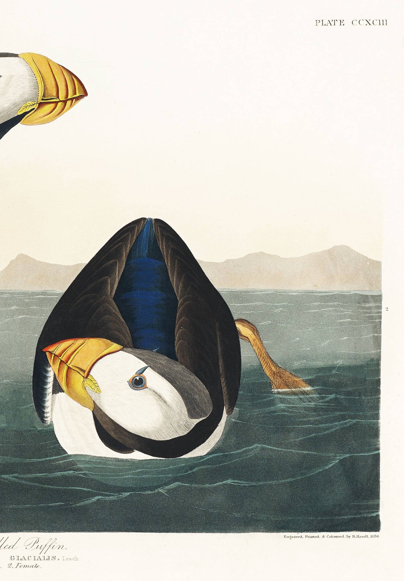 Poster about the Atlantic Puffin, based on an old engraving from 1827.