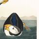 Poster about the Atlantic Puffin, based on an old engraving from 1827.