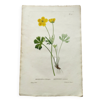 Antique botanical engraving from 1829 - Mountain Buttercup - By PA Poiteau. Hand colored.