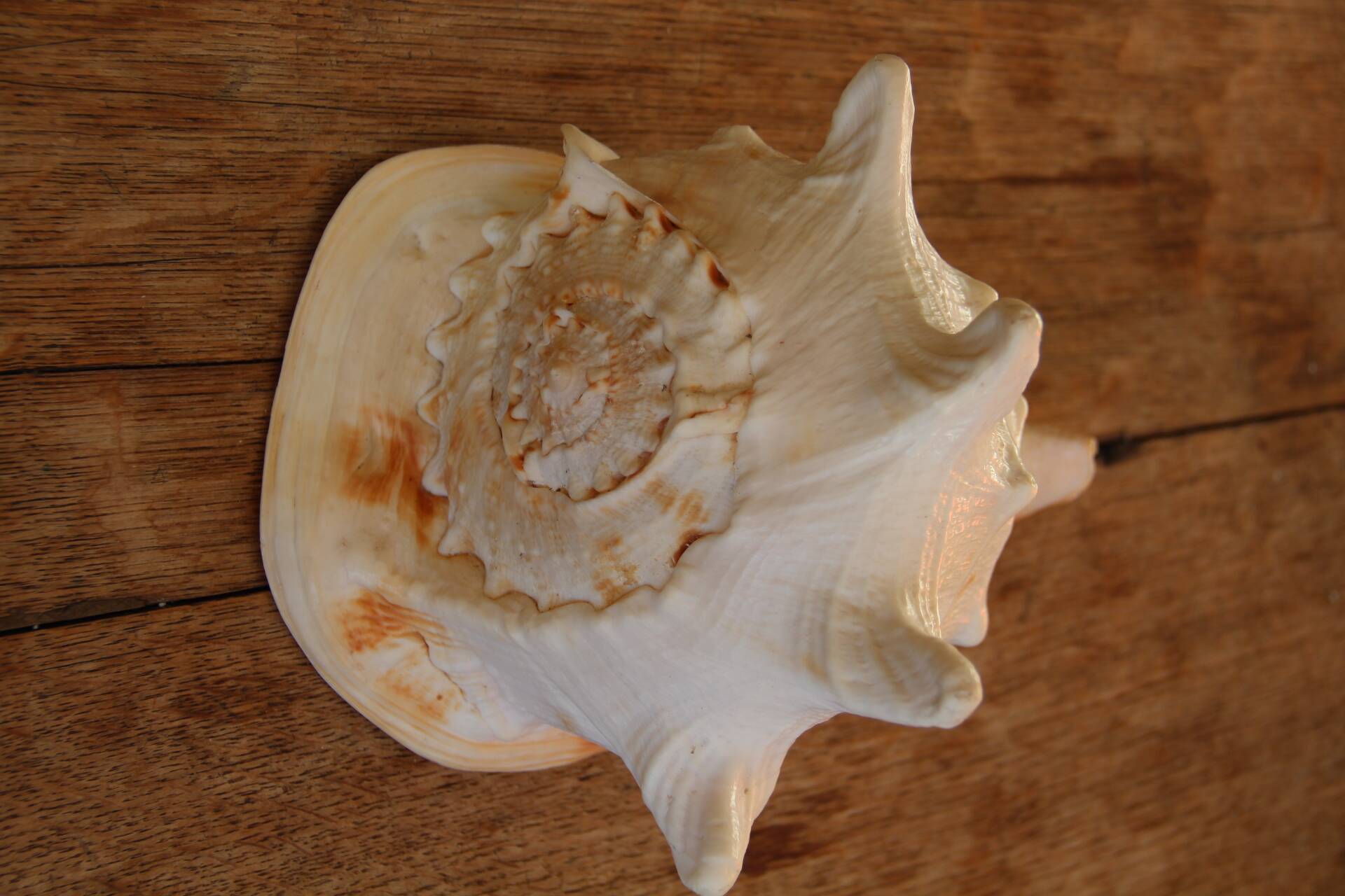 Shell Cassis Cornuta