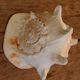 Shell Cassis Cornuta