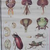 Vintage educational chart