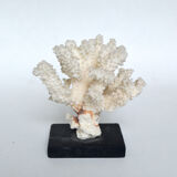 White coral cloud