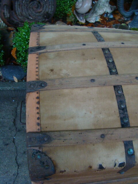 Old bulging trunk