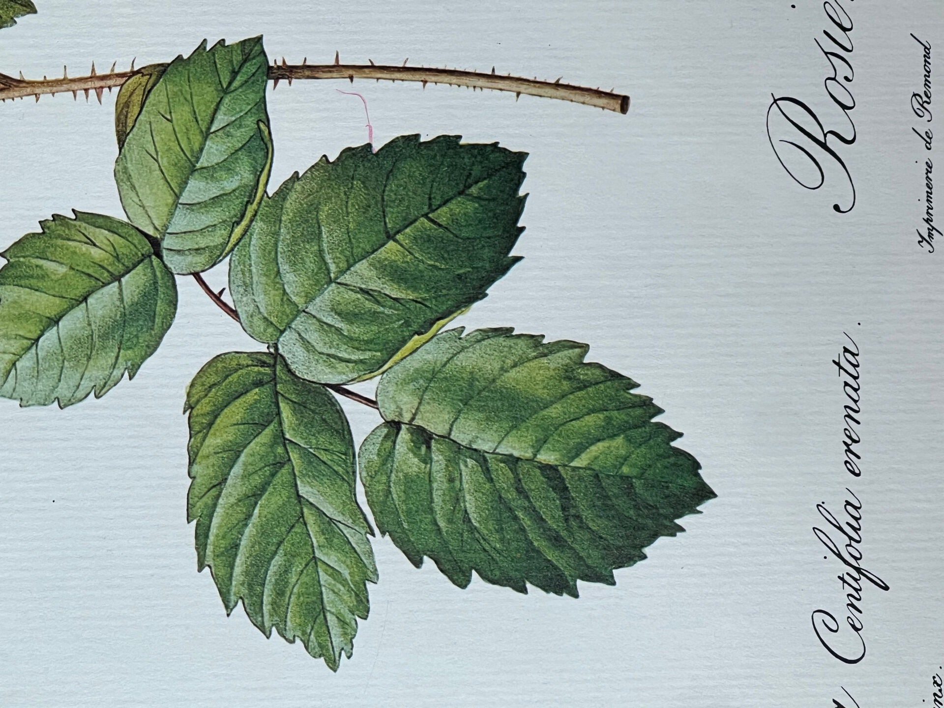 Botanical plate Centfeuilles Rose - 40.4x29.9cm