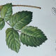 Botanical plate Centfeuilles Rose - 40.4x29.9cm
