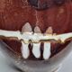 West Germany Carstens Tonneshof vase, 60s