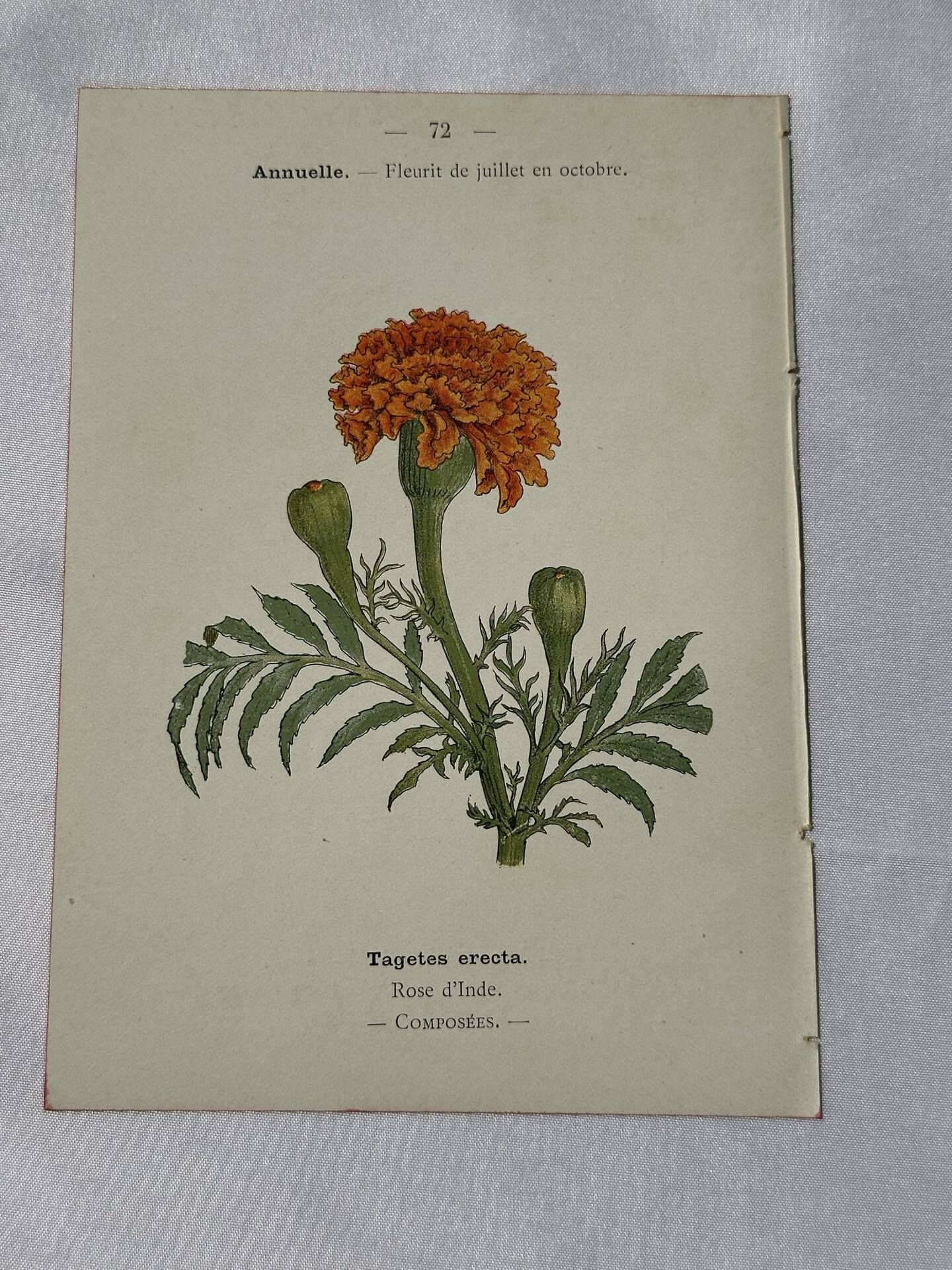 🌿 Botanical Plate Old Naturalist Engraving 19th Century Double-Sided