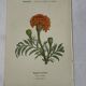 🌿 Botanical Plate Old Naturalist Engraving 19th Century Double-Sided