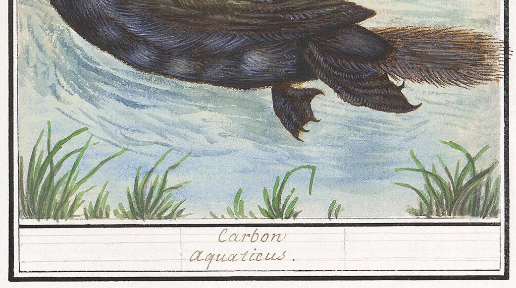 Small poster about the cormorant, after an old engraving from 1610.