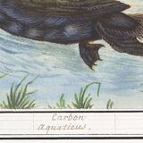 Small poster about the cormorant, after an old engraving from 1610.