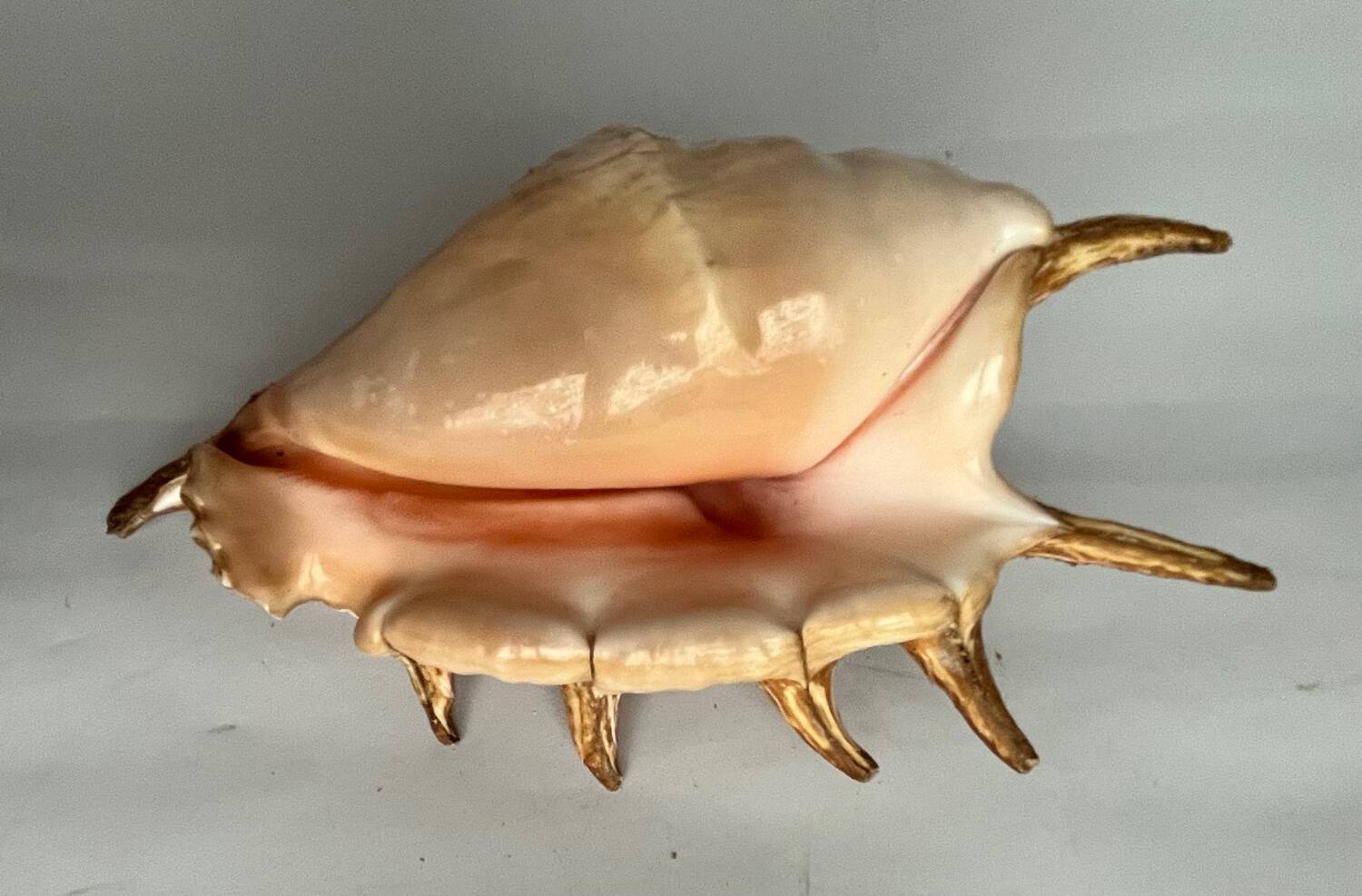 Shell paneling conch