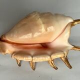Shell paneling conch