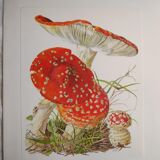 Botanical board mushroom Amanite Tue-mouches