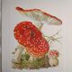 Planche botanique champignon Amanite Tue-mouches