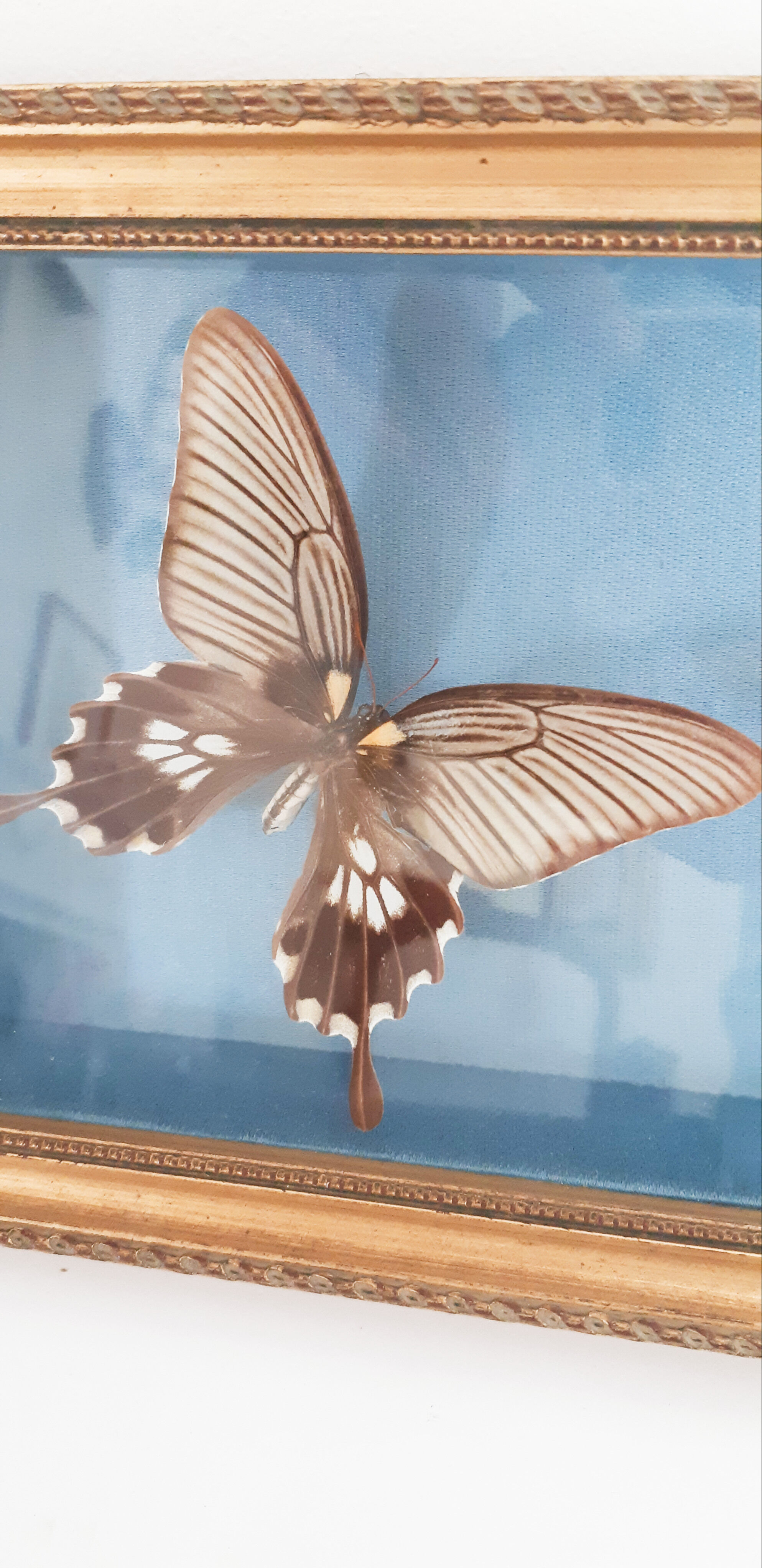 Butterflies naturalized under glass
