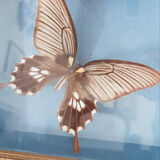 Butterflies naturalized under glass