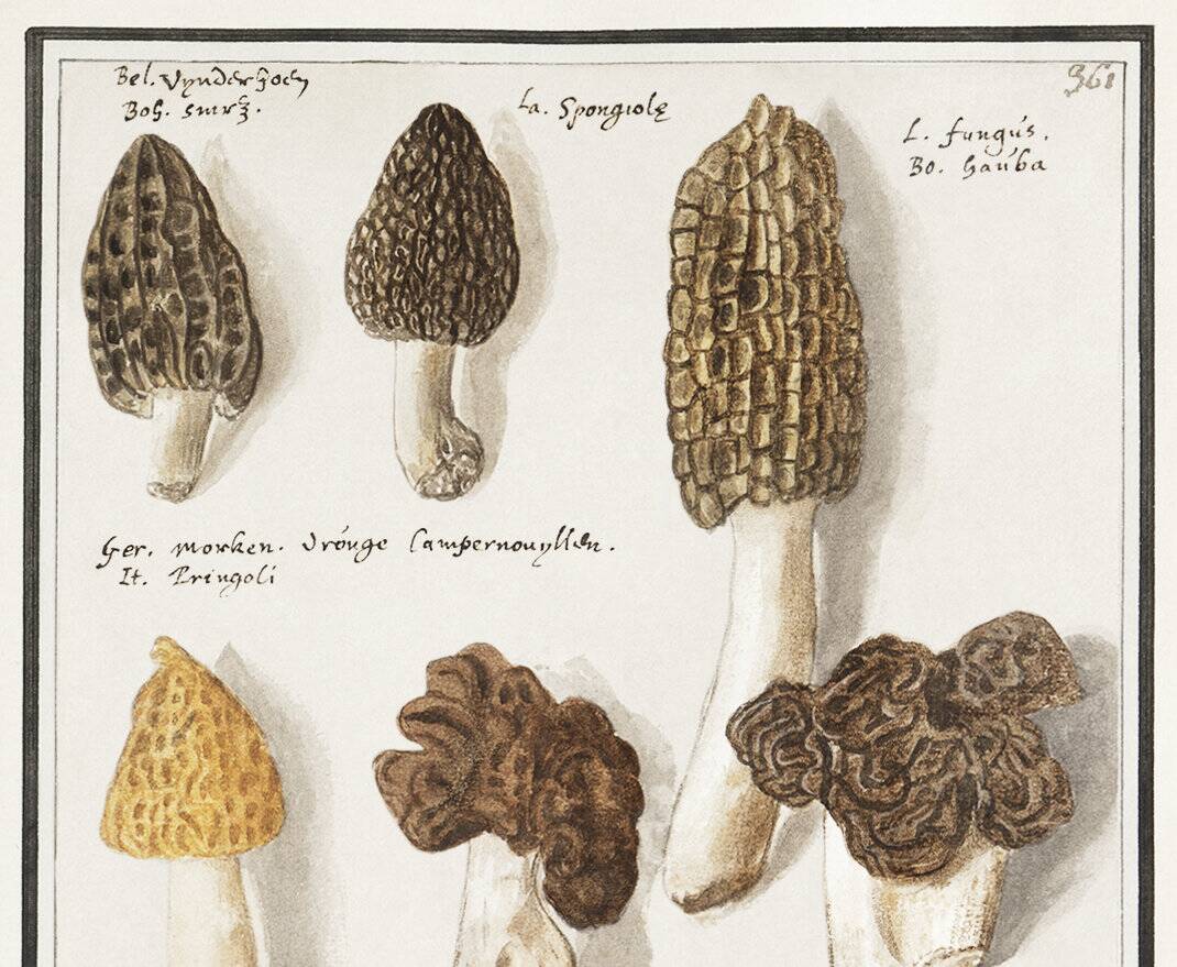 Small poster on mushrooms, based on an old engraving from 1610.