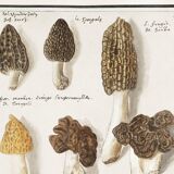 Small poster on mushrooms, based on an old engraving from 1610.