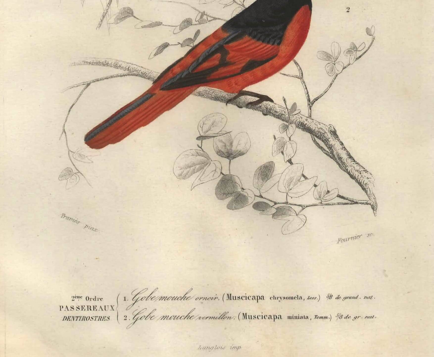 Antique engraving, 1849 - Erneir and Vermilion Flycatcher by E. Travies