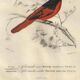 Antique engraving, 1849 - Erneir and Vermilion Flycatcher by E. Travies