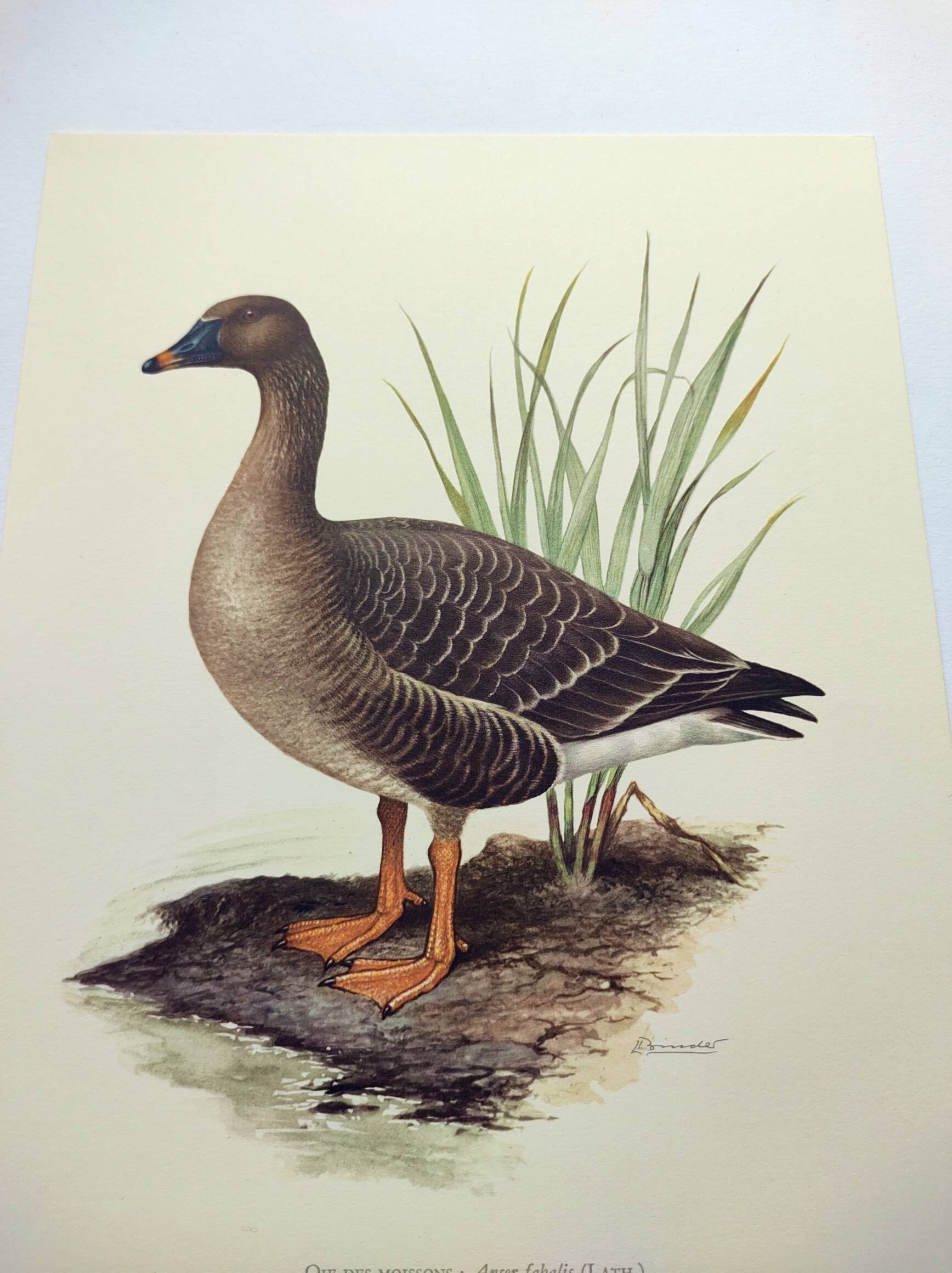 Old bird illustration 1960s - Bean Goose - Ornithological animal image